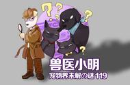 揭秘宠物安葬：为何选择专业服务至关重要？