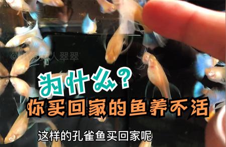 孔雀鱼购买指南：如何在水族店挑选健康鱼？