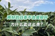 3000元一斤的白茶和30元一斤的白茶，有何不同？