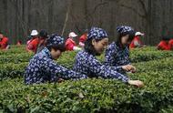 雨花茶的采摘季节已经到来