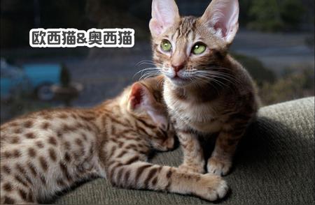 独家揭秘：小众猫咪的魅力——欧西猫和奥西猫的故事