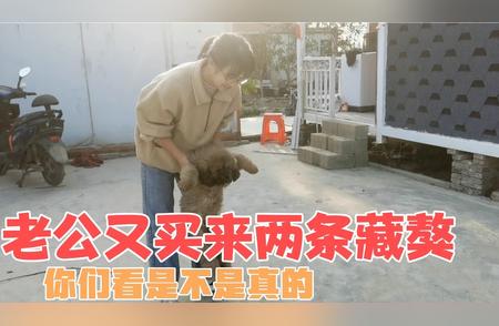 老公惊喜购买：藏獒幼犬蠢萌登场！