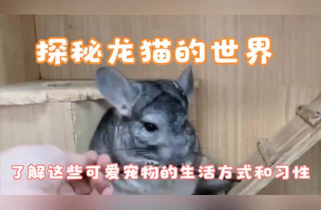 龙猫探秘：揭秘这些可爱宠物的独特生活方式