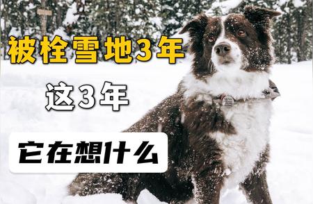 边牧雪地被拴三年，它的内心世界揭秘