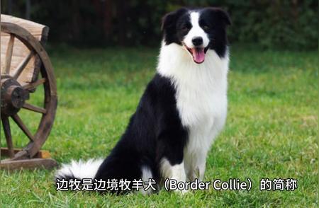 边境牧羊犬：独特的性格与行为特性解析