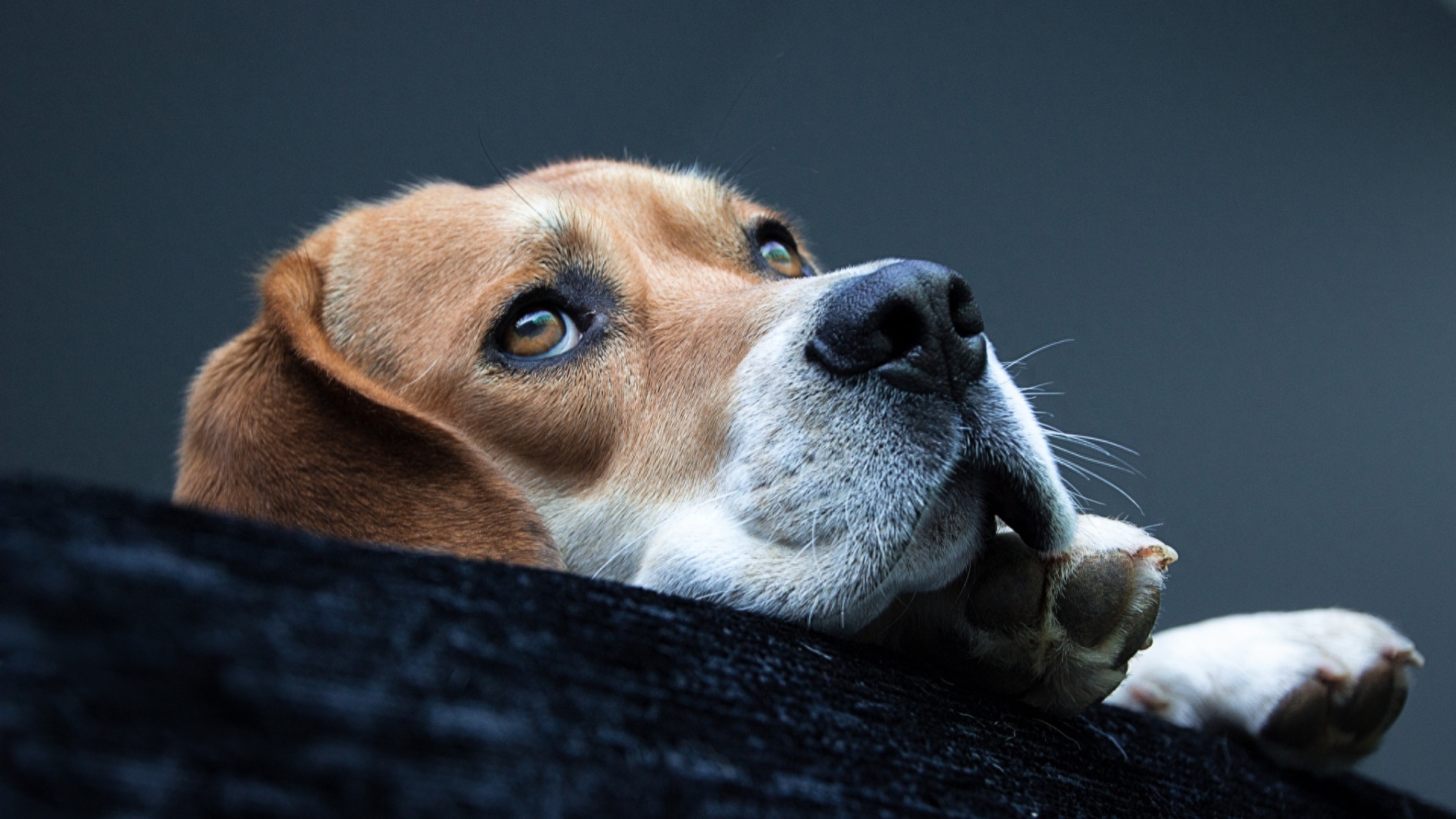 史努比的原型:比格犬,小小的它还是一种猎犬