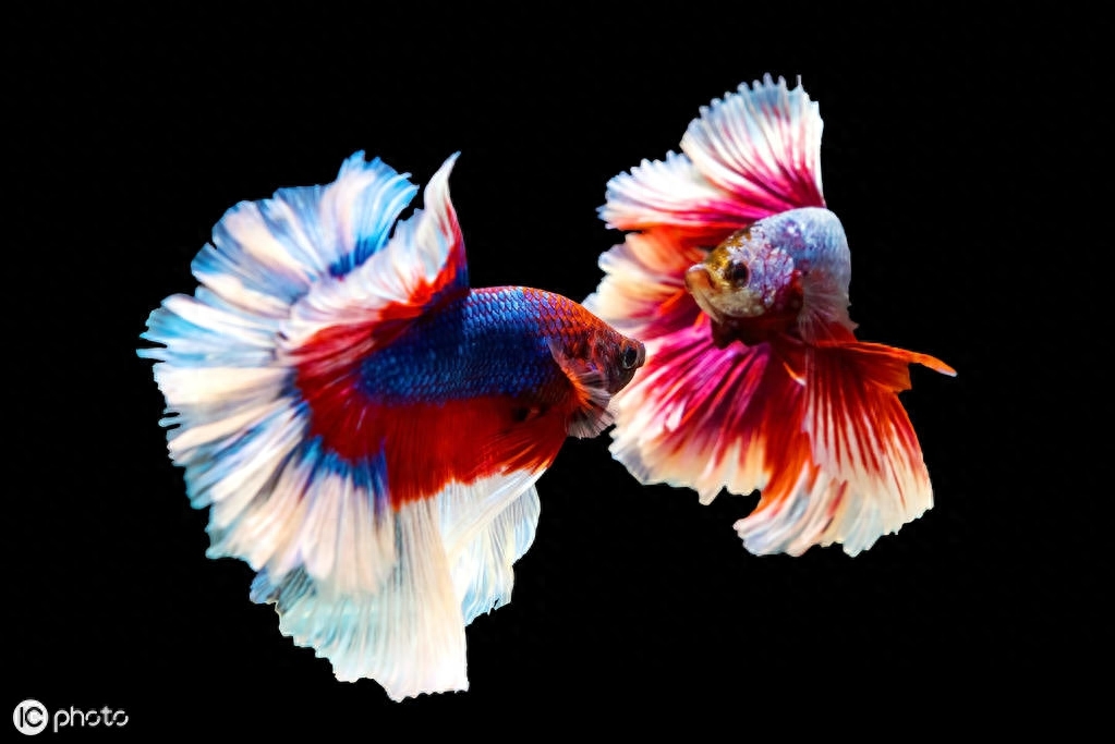 五彩搏鱼（Betta splendens (Regan, 1910)）（暹罗斗鱼）