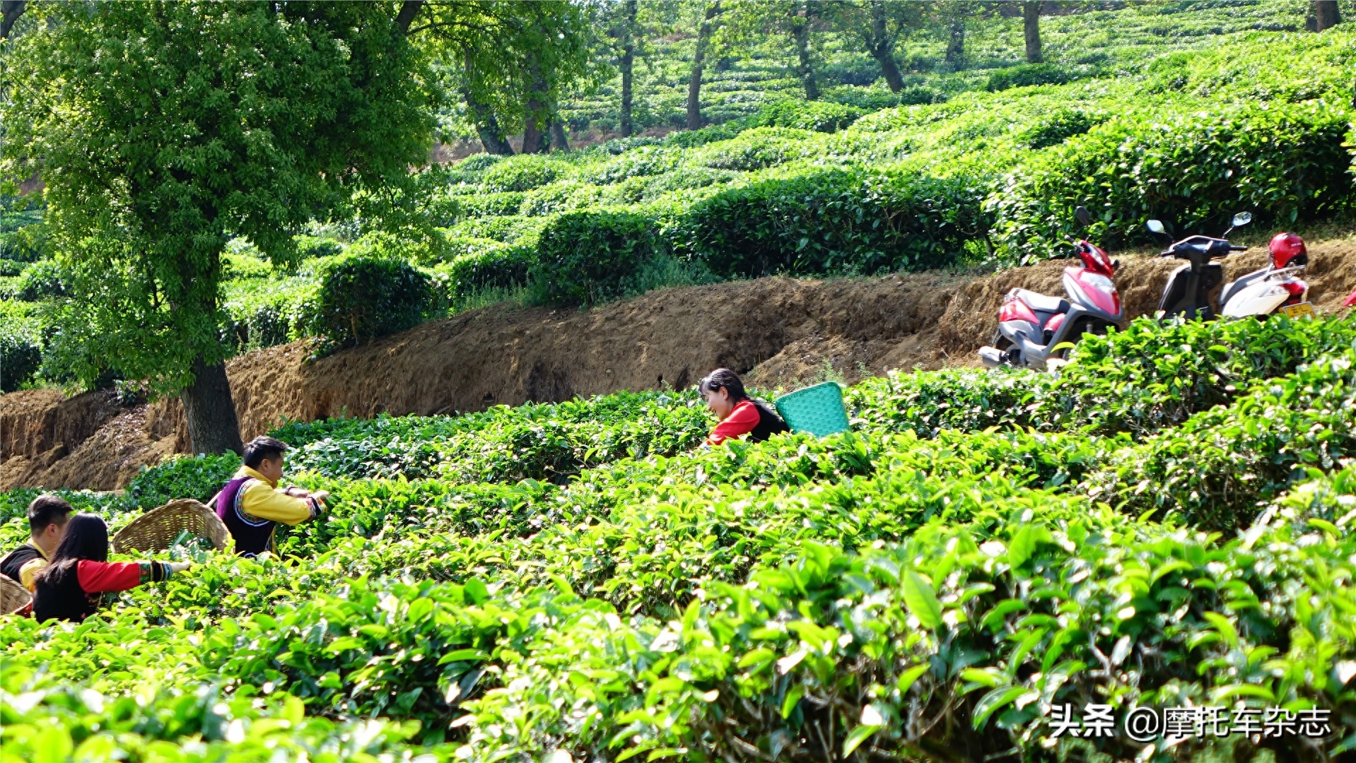 都知道春茶好，有多少人知道为什么好？