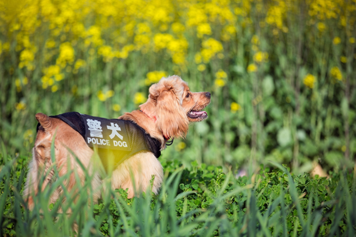 图虫人文摄影：可卡犬