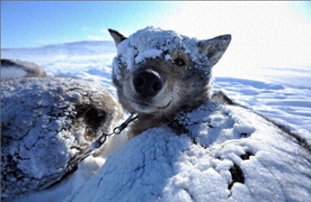 来看看真正的雪橇犬！被养成二哈之前的帅气样子