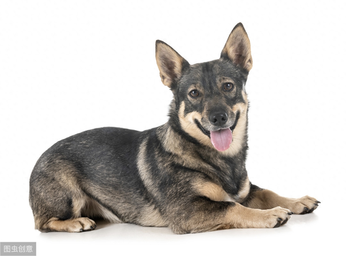 瑞典牧羊犬，明明是纯种犬，看起来却像柯基和狼犬混种