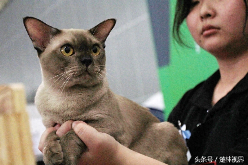 中国纯种猫职业超级联赛在武汉举行 这可是宠物猫的专业级比赛