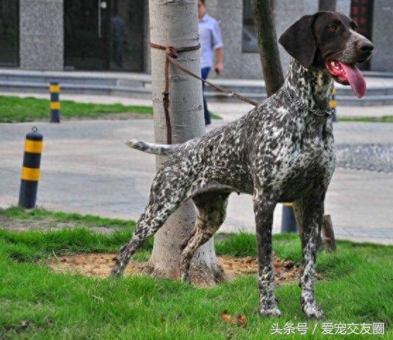 世界名犬，猎鸟犬中最古老的犬种，波音达猎犬