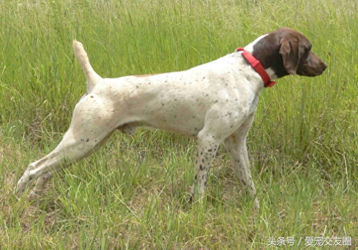 世界名犬，猎鸟犬中最古老的犬种，波音达猎犬