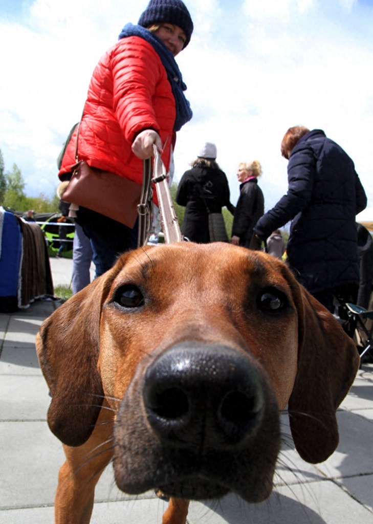 波兰奥波莱举行国际宠物犬展